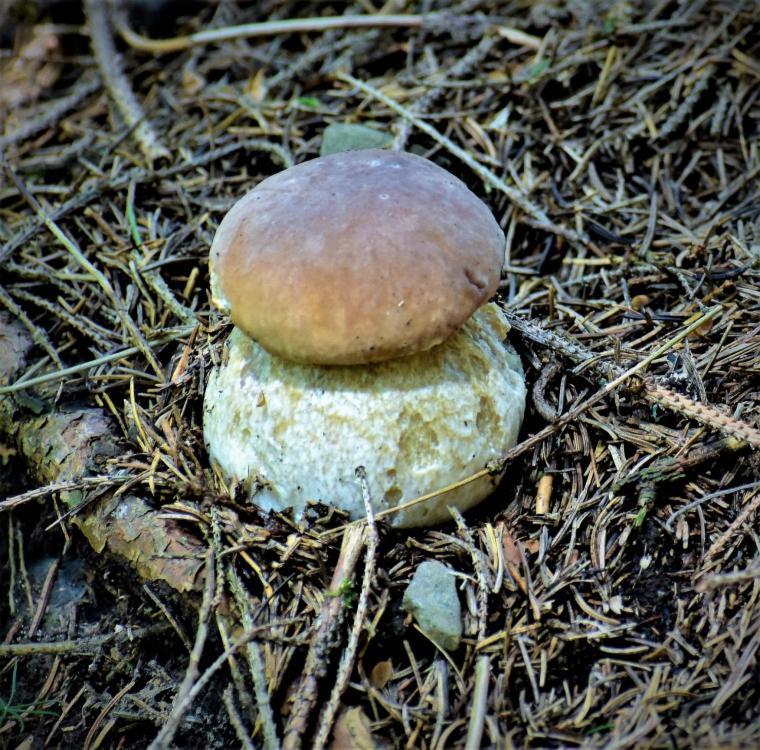 Prázdninové byty u kamaráta Habovka Exterior foto